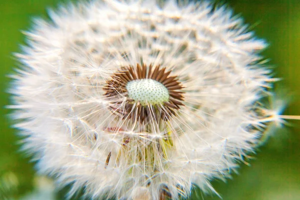 Maskrosfrön Blåser Vinden Sommar Fält Bakgrund Ändra Tillväxt Rörelse Och — Stockfoto