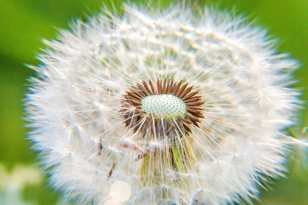 Dandelion Seeds Blowing Wind Summer Field Background Change Growth Movement — Stock Photo, Image