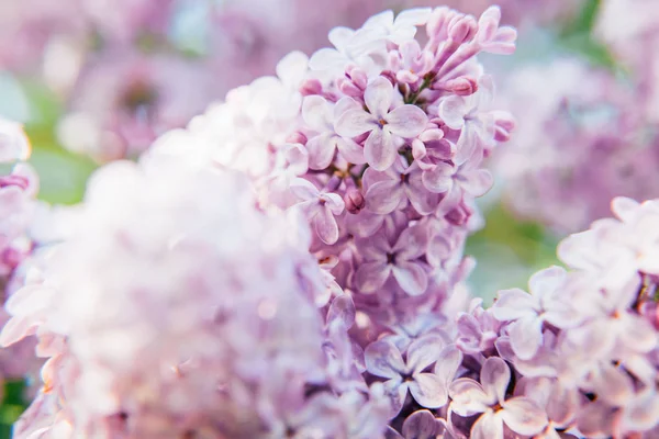 Csodálatos Illata Lila Lila Lila Virág Virágok Tavasszal Közeli Kép — Stock Fotó
