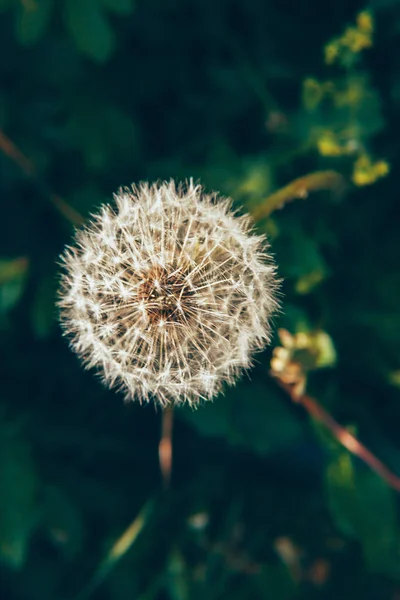 Dandelion Seeds Blowing Wind Summer Field Background Change Growth Movement — Stock Photo, Image