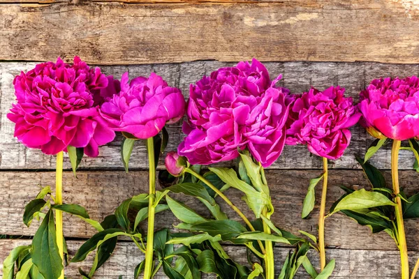 Cadre Floral Avec Bouquet Fleurs Pivoine Magenta Rose Fleurs Fraîches — Photo