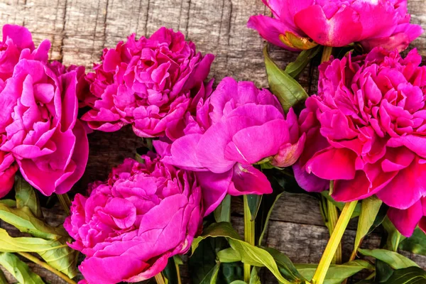 Kwiatowy Ramki Świeżego Kwitnącego Różowy Magenta Piwonia Bukiet Stary Brudny — Zdjęcie stockowe