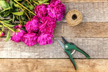 Taze çiçek pembe pembe şakayık çiçekleri buketi ve Bahçe aracı makası budayıcı eski püskü rustik ahşap arka plan üzerinde. Düz yatıyordu üstten görünüm kopya alanı. Bahar ya da yaz aylarında bahçe çiçekçi depolamak kavramı