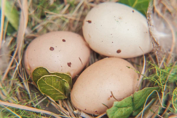 Easter Decoration Egg Nest Moss Rustic White Wooden Background Easter — Stock Photo, Image