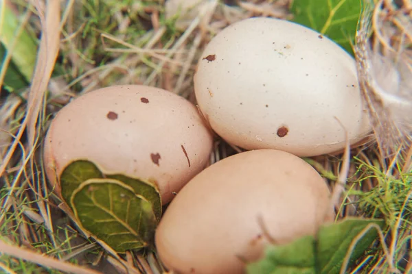 素朴な白い木製の背景にコケで巣で卵をイースター装飾 イースターのコンセプトです フラット レイアウト平面図コピー スペース 春のグリーティング カード — ストック写真