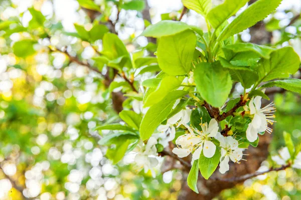 Beautiful White Cherry Blossom Sakura Flowers Spring Time Background Flowering — Stock Photo, Image