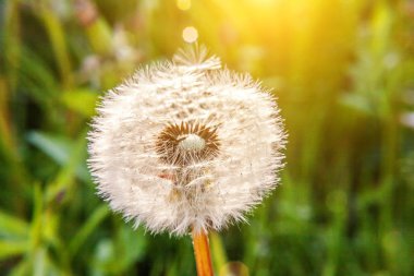 Yaz mevsiminde rüzgârda savrulan karahindiba tohumları. Büyüme hareketini ve yön kavramını değiştir. İlham verici doğal çiçek baharı ya da yaz bahçesi ya da park. Ekoloji doğa manzarası