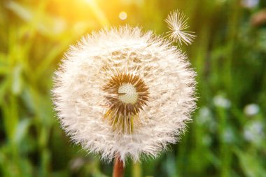 Yaz mevsiminde rüzgârda savrulan karahindiba tohumları. Büyüme hareketini ve yön kavramını değiştir. İlham verici doğal çiçek baharı ya da yaz bahçesi ya da park. Ekoloji doğa manzarası