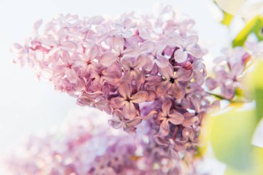 Güzel koku menekşe mor leylak çiçeği bahar zaman çiçeklenir. Leylak çiçeği twigs yakın çekim. İlham verici doğal çiçek bahar çiçek Bahçe veya park. Renkli ekoloji doğa manzara