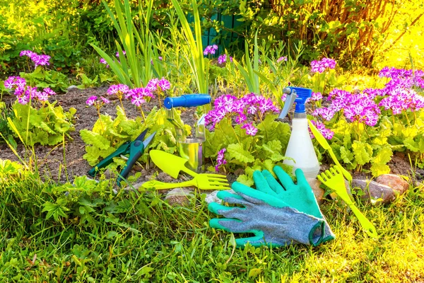 Gardening tools, shovel, spade, pruner, rake, glove, primrose flower on bed background. Spring or summer in the garden, eco, nature, horticulture hobby concept