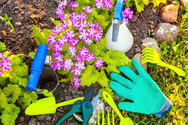 Ferramentas Jardinagem Poda Ancinho Luva Flor Prímula Fundo Cama Primavera — Fotografia de Stock