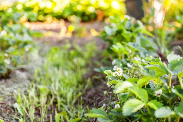 Cultivo Industrial Fresas Bush Fresa Con Flor Cama Jardín Primavera — Foto de Stock