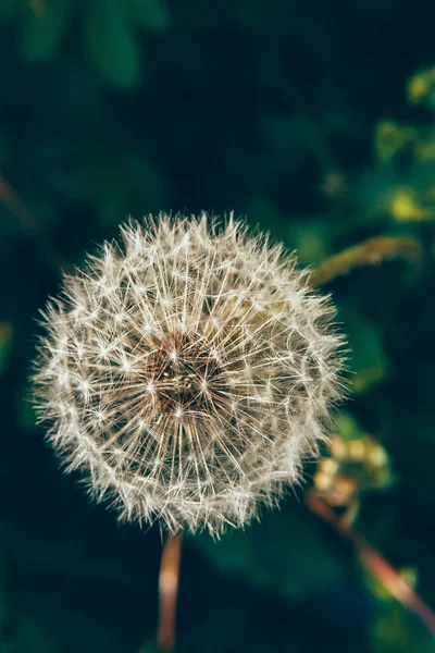 Semillas Diente León Soplando Viento Fondo Del Campo Verano Cambiar —  Fotos de Stock