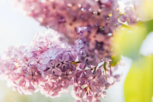 Csodálatos Illata Lila Lila Lila Virág Virágok Tavasszal Közeli Kép — Stock Fotó