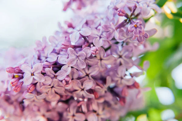 Belo Cheiro Violeta Flor Lilás Roxo Flores Primavera Flor Close — Fotografia de Stock