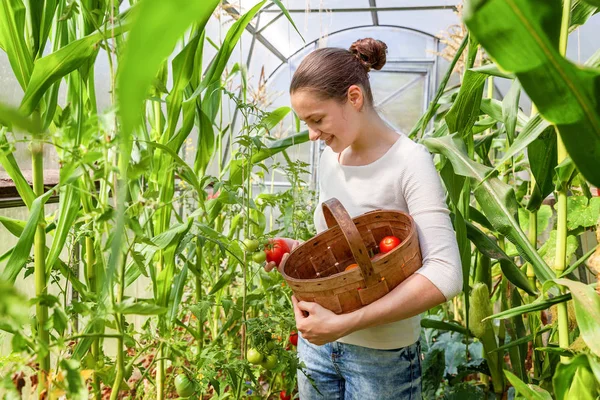 Gardening and agriculture concept. Young woman farm worker with basket picking fresh ripe organic tomatoes. Greenhouse produce. Vegetable food production. Tomato growing in greenhouse