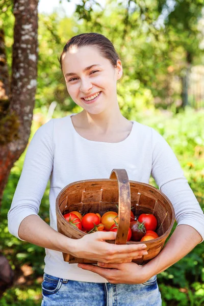 Gardening and agriculture concept. Young woman farm worker holding basket picking fresh ripe organic tomatoes in garden. Greenhouse produce. Vegetable food production