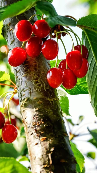 Inspirujące Naturalny Ogród Kwiatowy Lub Park Ekologia Kolorowy Natura Krajobraz — Zdjęcie stockowe