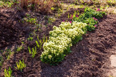 Sarı çiçekli çuha çiçeği Primula. İlham verici doğal çiçek bahar ya da yaz çiçek Bahçe veya park yumuşak güneş ışığı ve bulanık bokeh arka plan altında. Renkli çiçek açan ekoloji doğa manzara