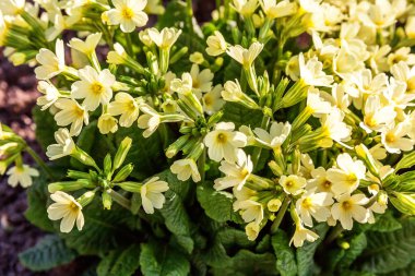 Sarı çiçekli çuha çiçeği Primula. İlham verici doğal çiçek bahar ya da yaz çiçek Bahçe veya park yumuşak güneş ışığı ve bulanık bokeh arka plan altında. Renkli çiçek açan ekoloji doğa manzara