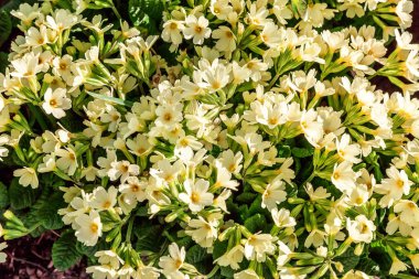 Sarı çiçekli çuha çiçeği Primula. İlham verici doğal çiçek bahar ya da yaz çiçek Bahçe veya park yumuşak güneş ışığı ve bulanık bokeh arka plan altında. Renkli çiçek açan ekoloji doğa manzara