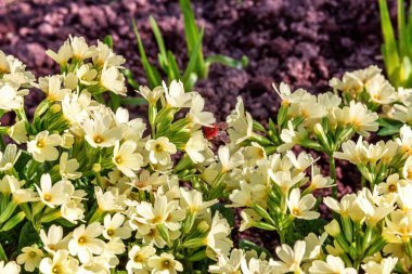 Sarı çiçekli çuha çiçeği Primula. İlham verici doğal çiçek bahar ya da yaz çiçek Bahçe veya park yumuşak güneş ışığı ve bulanık bokeh arka plan altında. Renkli çiçek açan ekoloji doğa manzara