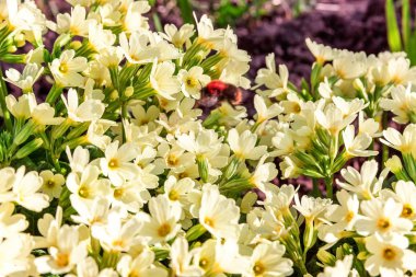 Sarı çiçekli çuha çiçeği Primula. İlham verici doğal çiçek bahar ya da yaz çiçek Bahçe veya park yumuşak güneş ışığı ve bulanık bokeh arka plan altında. Renkli çiçek açan ekoloji doğa manzara