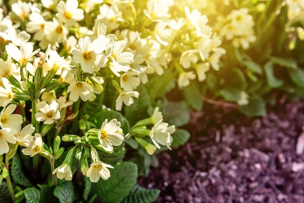 Primrose Primula Met Gele Bloemen Inspirerende Natuurlijke Floral Lente Zomer — Stockfoto