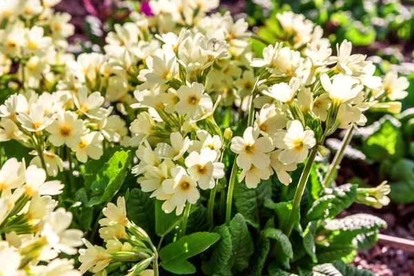 Primrose Primula Con Flores Amarillas Jardín Parque Primavera Verano Floral —  Fotos de Stock