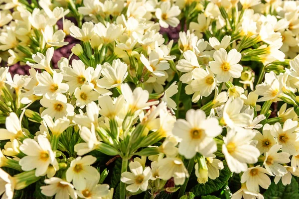 Primrose Primula Con Flores Amarillas Jardín Parque Primavera Verano Floral — Foto de Stock