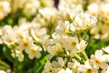 Sarı çiçekli çuha çiçeği Primula. İlham verici doğal çiçek bahar ya da yaz çiçek Bahçe veya park yumuşak güneş ışığı ve bulanık bokeh arka plan altında. Renkli çiçek açan ekoloji doğa manzara