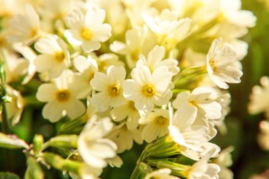 Sarı çiçekli çuha çiçeği Primula. İlham verici doğal çiçek bahar ya da yaz çiçek Bahçe veya park yumuşak güneş ışığı ve bulanık bokeh arka plan altında. Renkli çiçek açan ekoloji doğa manzara