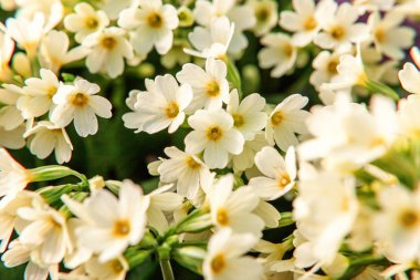 Sarı çiçekli çuha çiçeği Primula. İlham verici doğal çiçek bahar ya da yaz çiçek Bahçe veya park yumuşak güneş ışığı ve bulanık bokeh arka plan altında. Renkli çiçek açan ekoloji doğa manzara