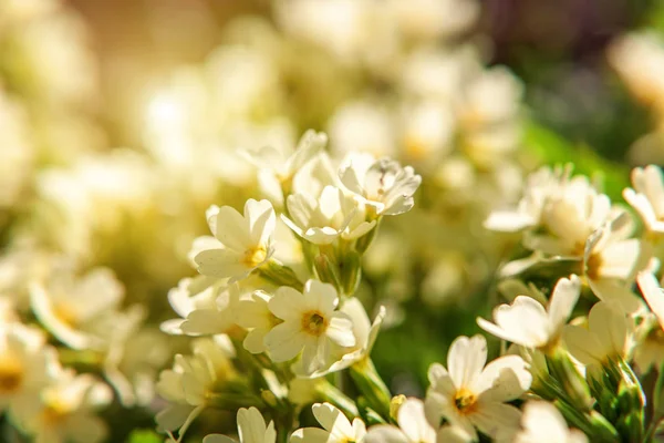 Primrose Primula Met Gele Bloemen Inspirerende Natuurlijke Floral Lente Zomer — Stockfoto