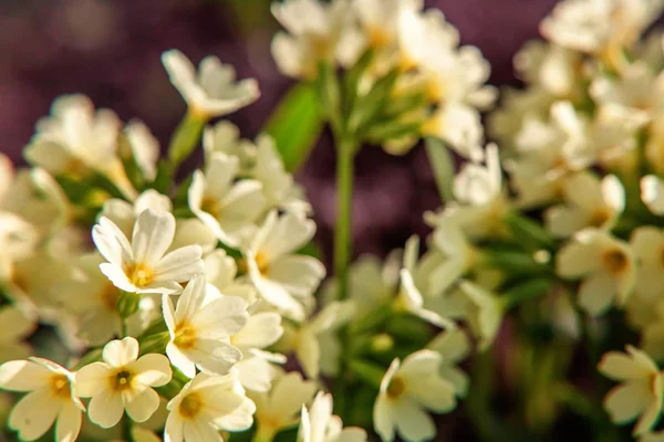 Primrose Primula Желтыми Цветами Вдохновляющая Натуральная Цветочная Весна Летний Цветущий — стоковое фото