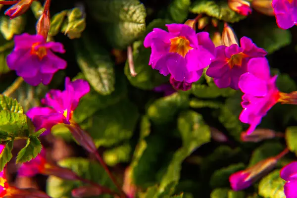 Primrose Primula Pink Flowers Inspirational Natural Floral Spring Summer Blooming — Stock Photo, Image