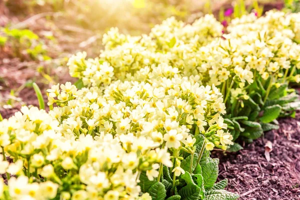 Primrose Primula Met Gele Bloemen Inspirerende Natuurlijke Floral Lente Zomer — Stockfoto