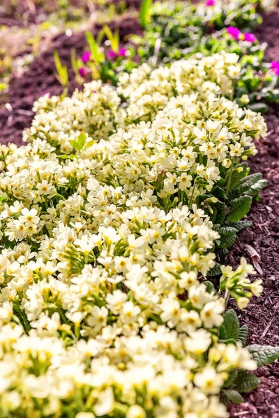 Prvosenky Primula Žlutými Květy Inspirativní Přírodní Květinové Jarní Nebo Letní — Stock fotografie
