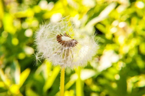 Paardebloem zaden waait in de wind in de achtergrond van een veld de zomer — Stockfoto