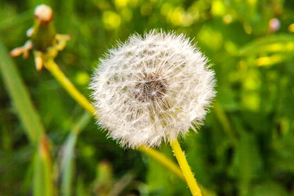 Dandelion seeds blowing in wind in summer field background — Stock Photo, Image