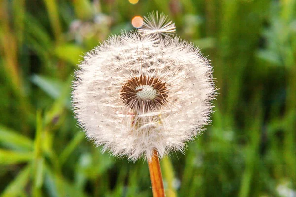 Semillas de diente de león soplando en el viento en el fondo del campo de verano —  Fotos de Stock