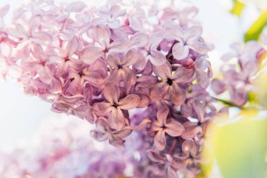 Leylak çiçeği çiçek bahar zaman güzel koku menekşe mor twigs