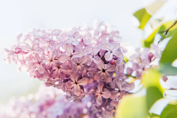 Gyönyörű illata lila lila gallyakból lila virág virágok tavasszal — Stock Fotó