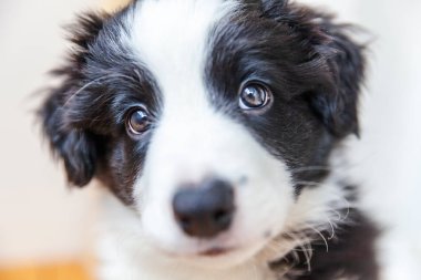 Komik stüdyo portre sevimli güleryüzlü köpek yavrusu köpek kenar kömür ocağı beyaz arka plan üzerinde