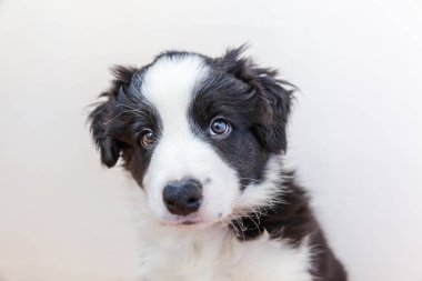 Komik stüdyo portre sevimli güleryüzlü köpek yavrusu köpek kenar kömür ocağı beyaz arka plan üzerinde