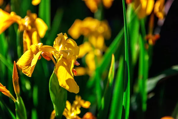 Blumenbeet mit gelben Schwertlilien und verschwommenem Bokeh-Hintergrund — Stockfoto