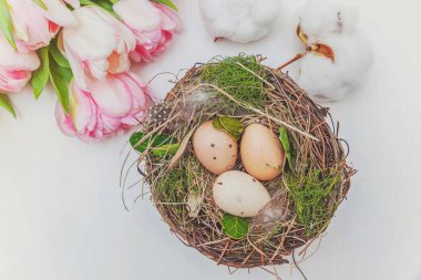 Paskalya yumurta yuva yosun ve pembe taze Lale kokulu beyaz rustik ahşap zemin üzerinde