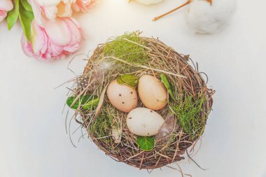 Paskalya yumurta yuva yosun ve pembe taze Lale kokulu beyaz rustik ahşap zemin üzerinde