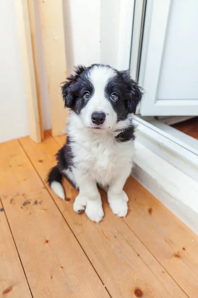 Zabawny portret cute smilling puppy pies collie granicy w domu — Zdjęcie stockowe