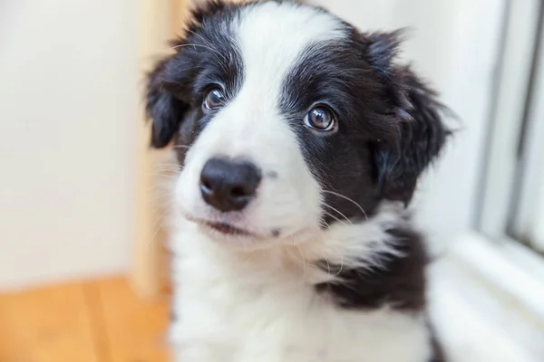 Legrační portrét smilling roztomilé štěně psa border kolie doma — Stock fotografie